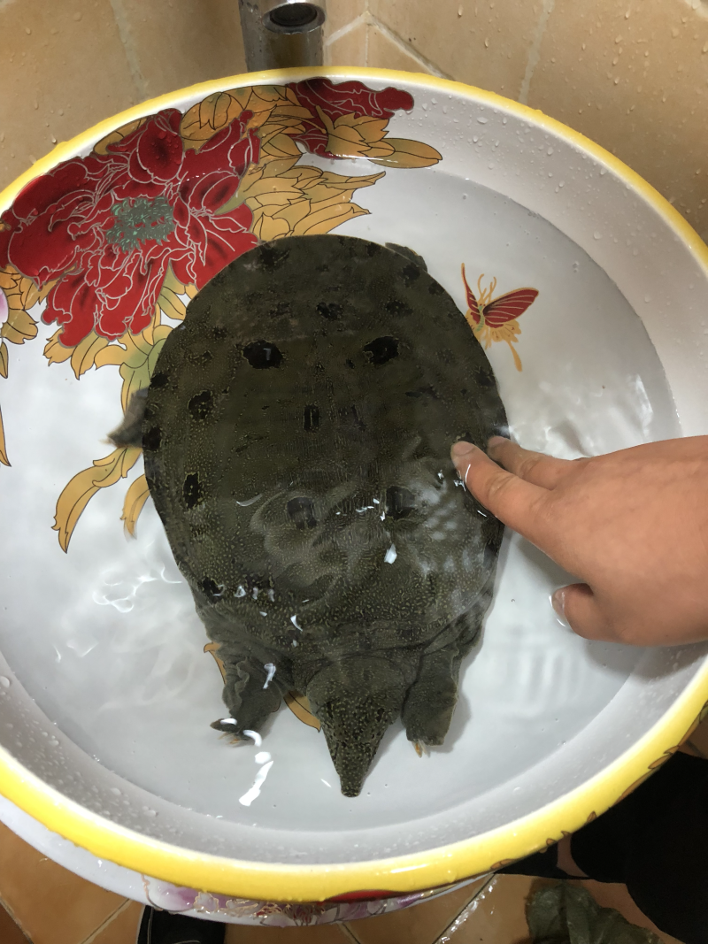 洞庭湖甲鱼枪打上来的野生甲鱼