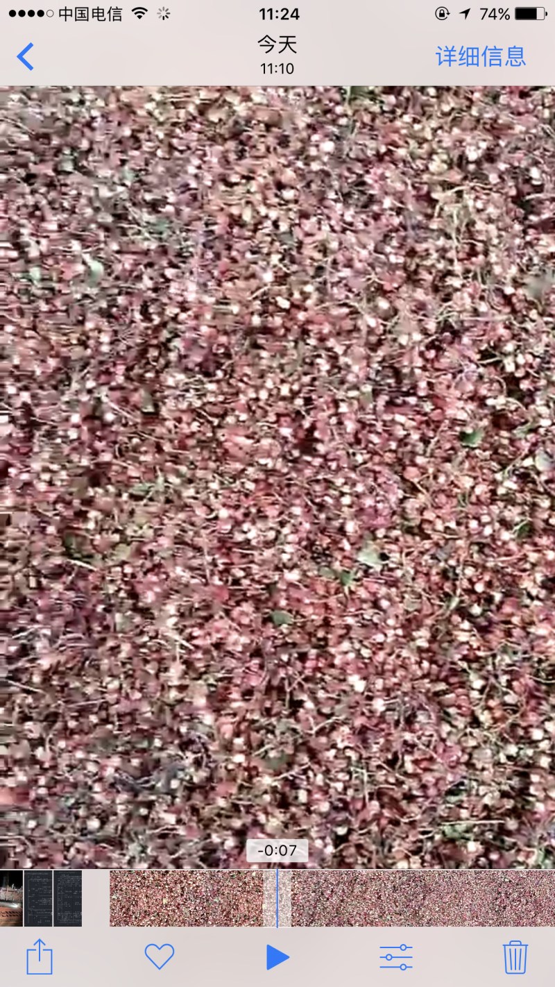 花椒