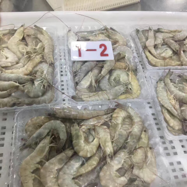 南美白对虾
