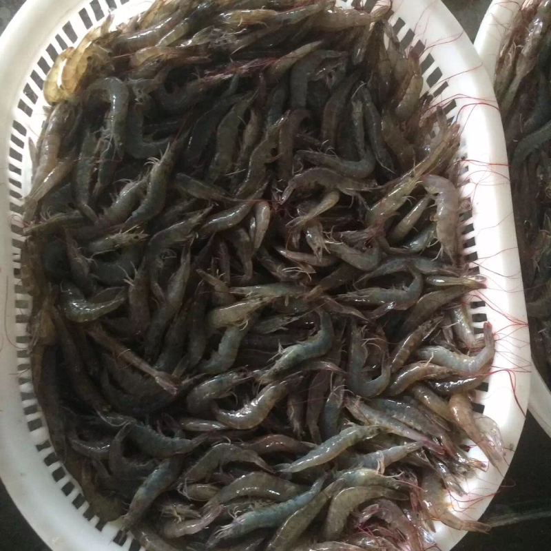 南美白对虾