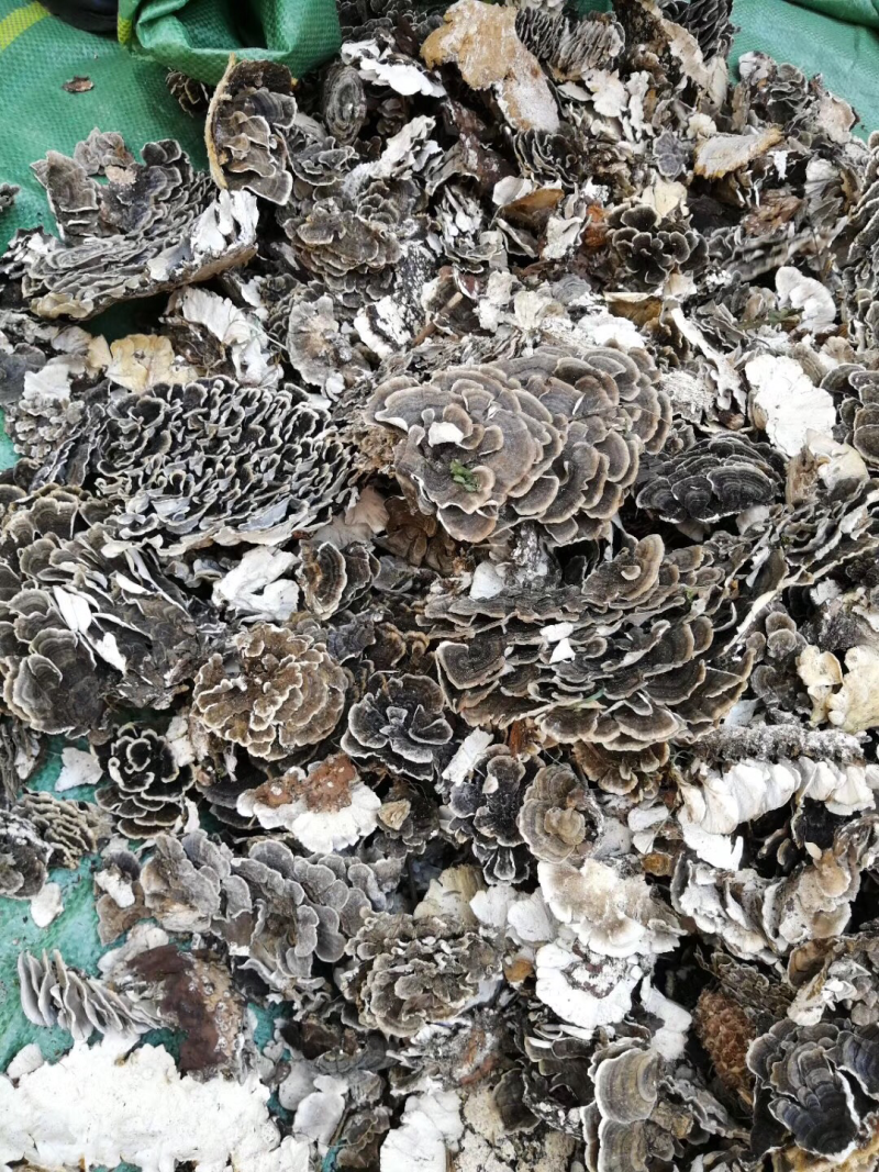 云朵灵芝野生云芝云芝