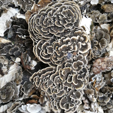 云朵灵芝野生云芝云芝