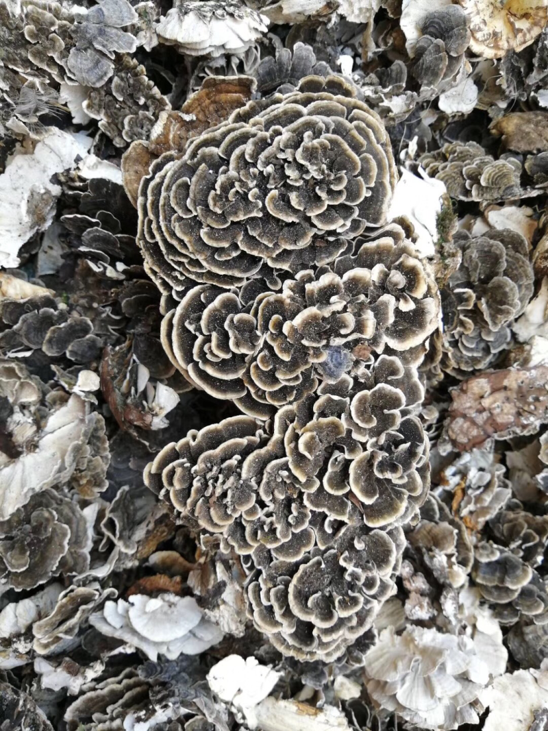 云朵灵芝野生云芝云芝