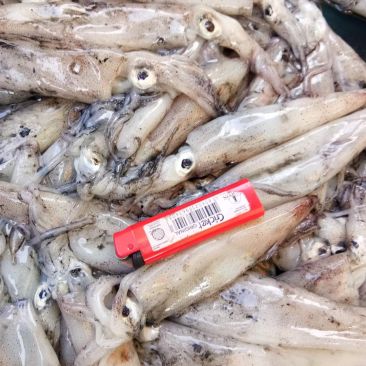 鱿鱼食用冰冻
