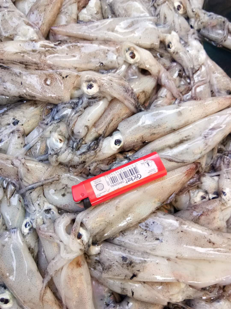 鱿鱼食用冰冻