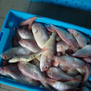 金丝鱼，红三鱼