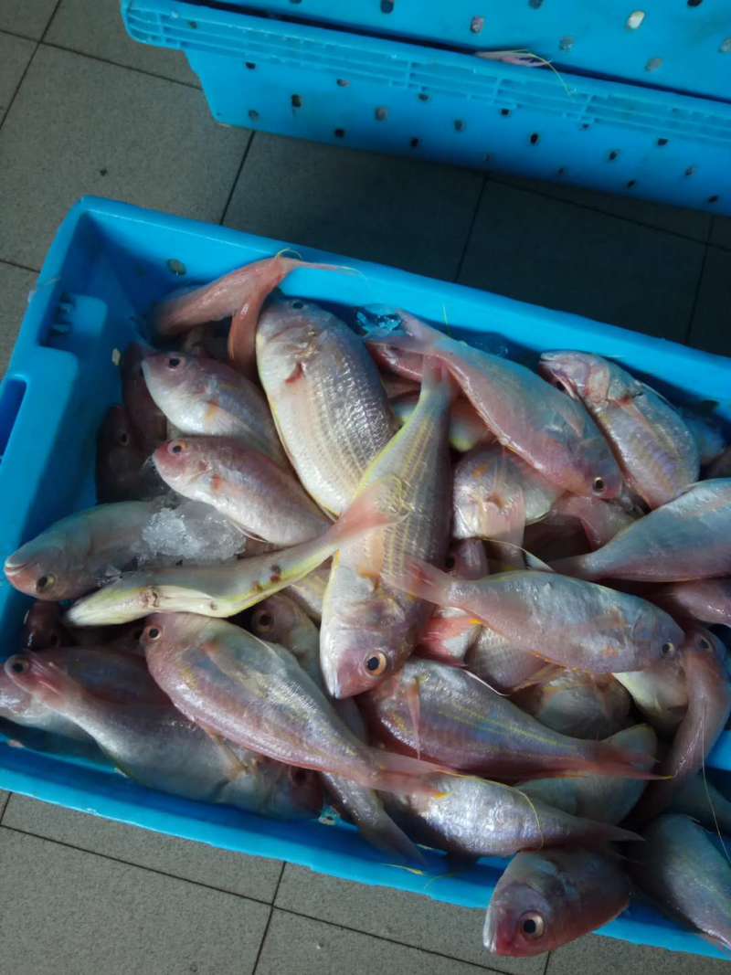 金丝鱼，红三鱼