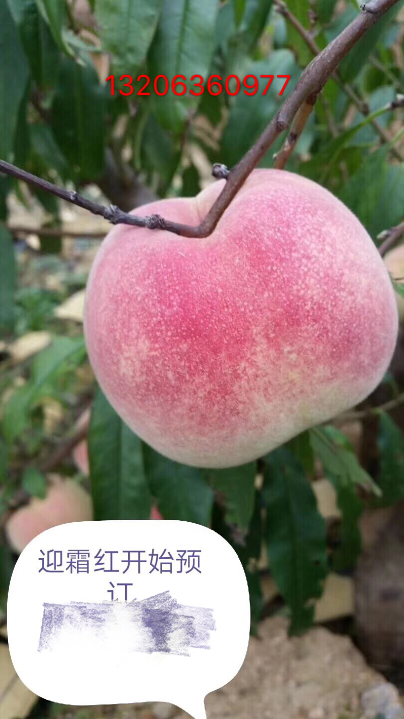 国家扶持村金秋红蜜