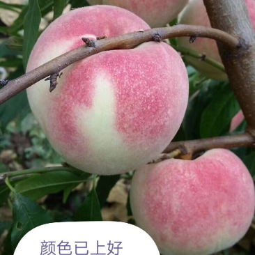 国家扶持村金秋红蜜