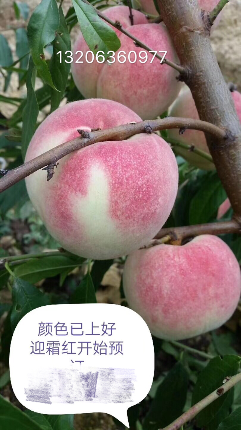 国家扶持村金秋红蜜