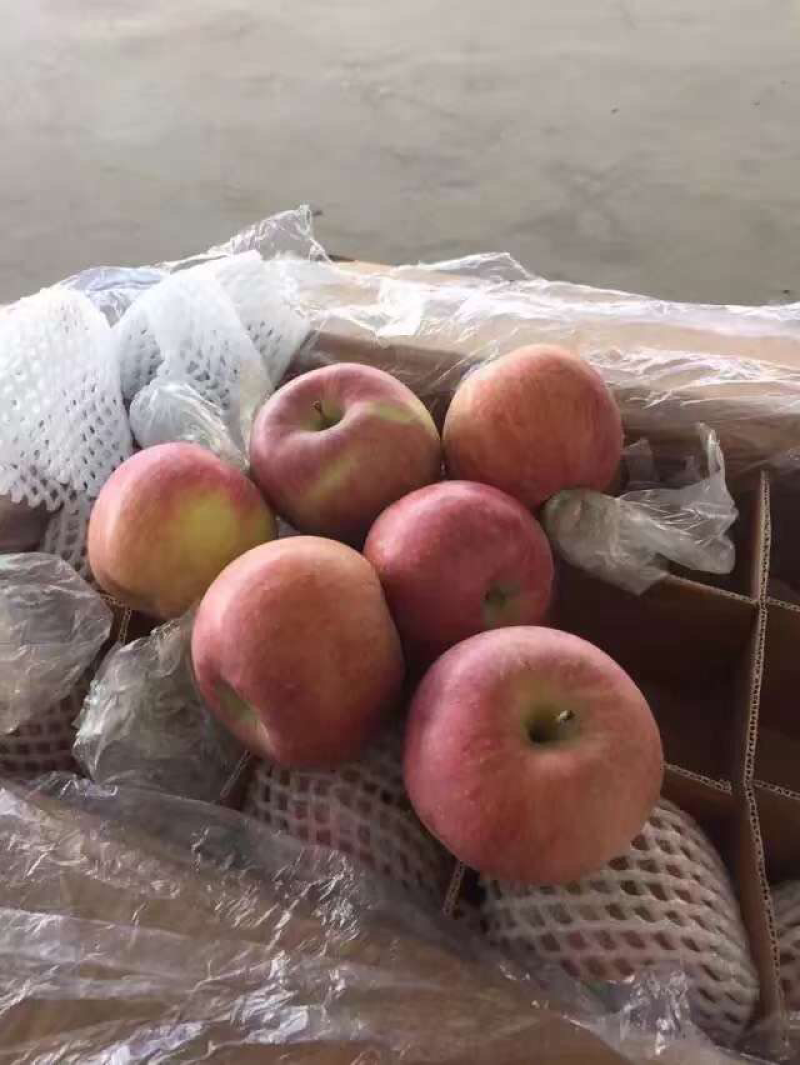 膜袋红富士苹果开始订购了，物美价廉，口感脆甜