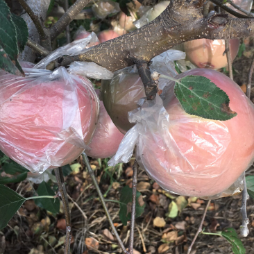 膜袋红富士苹果开始订购了，物美价廉，口感脆甜