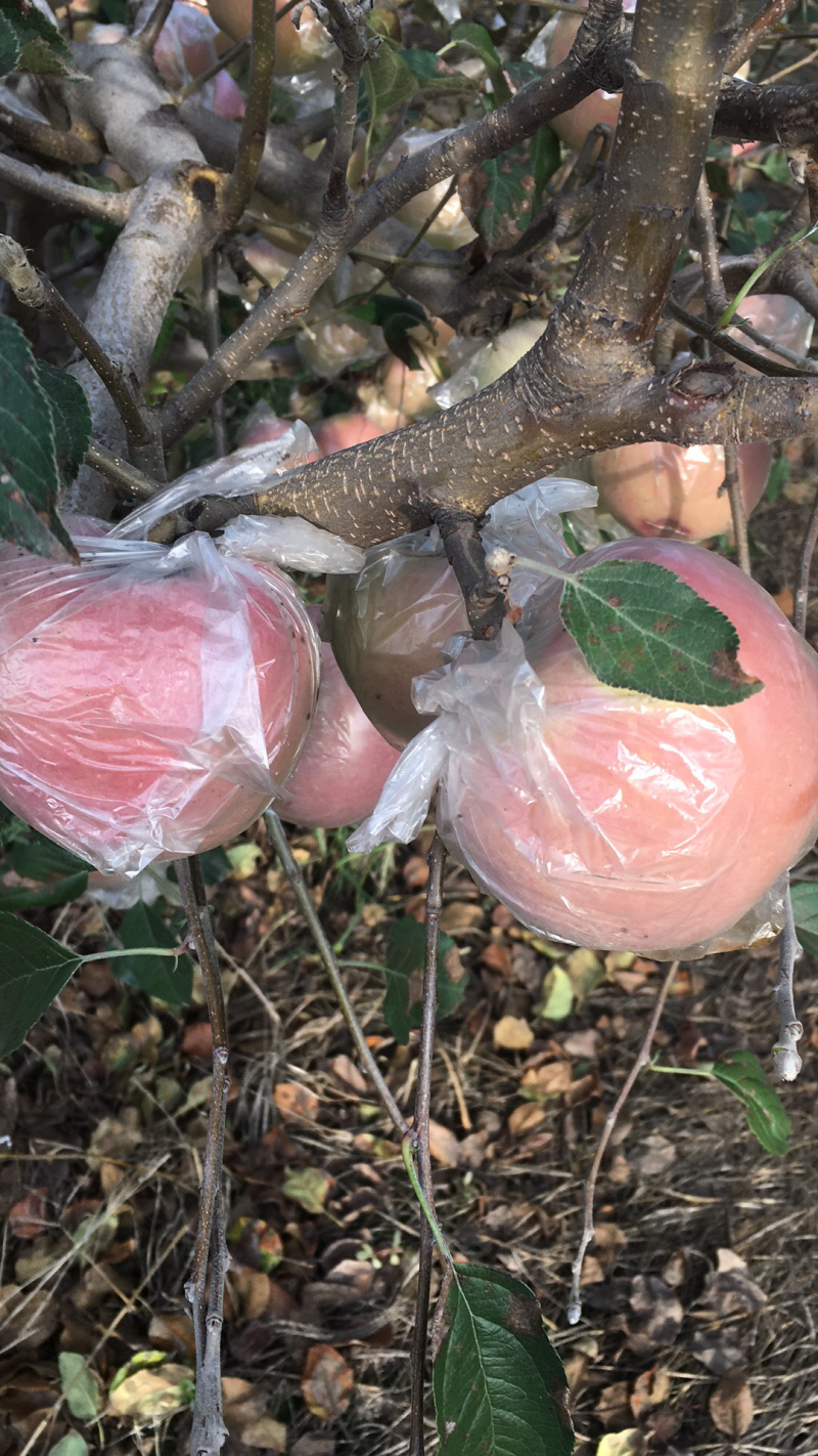 膜袋红富士苹果开始订购了，物美价廉，口感脆甜