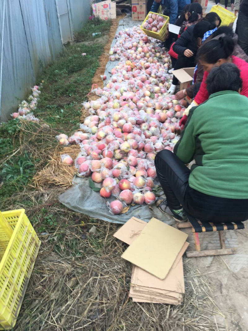 膜袋红富士苹果开始订购了，物美价廉，口感脆甜