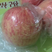 纸夹膜红富士苹果批发价格陕西地窖纸加膜红富士苹果产地价格