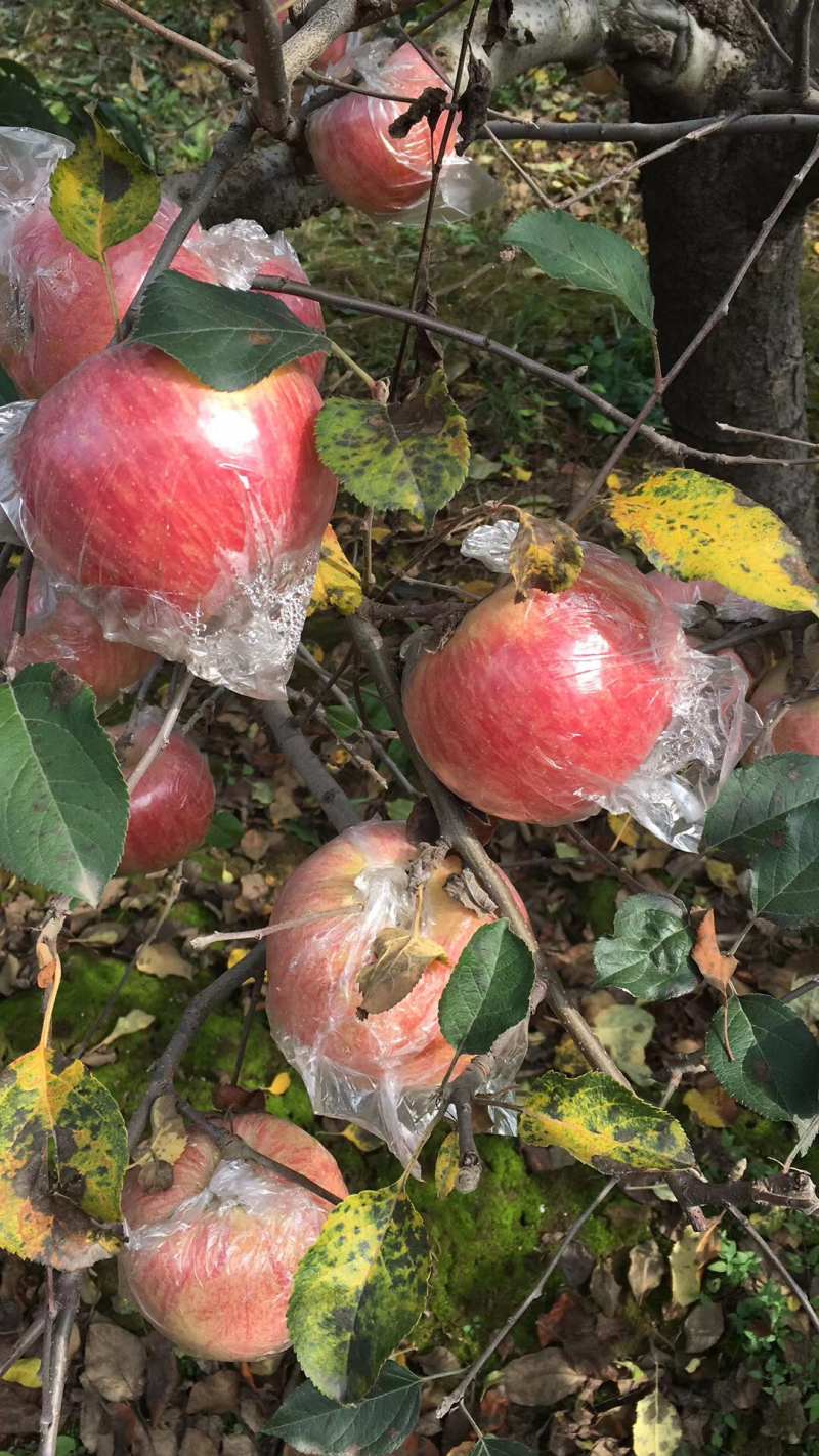 纸夹膜红富士苹果批发价格陕西地窖纸加膜红富士苹果产地价格