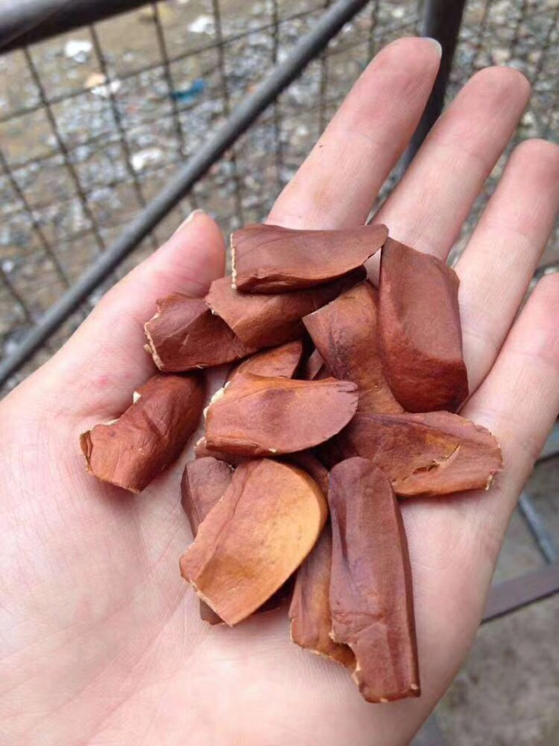 向天果印度所罗门