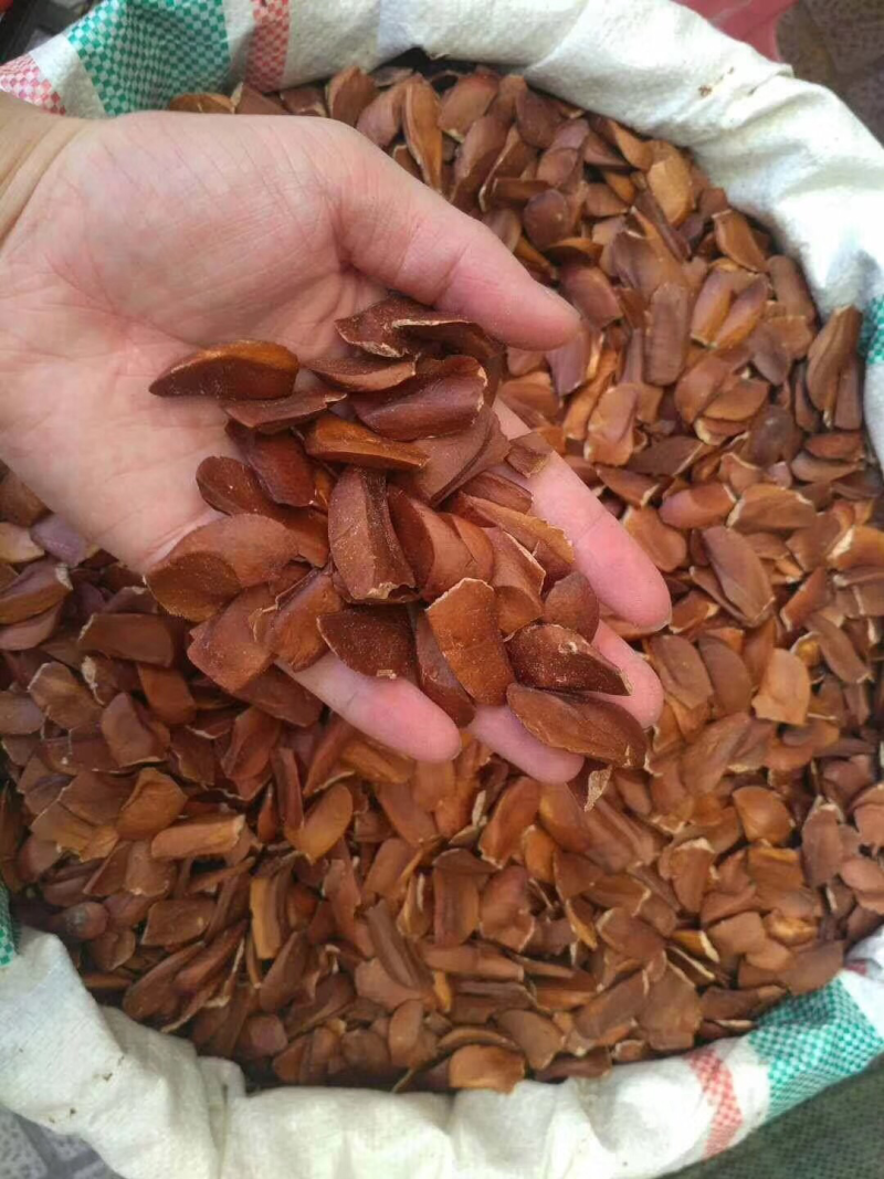 向天果印度所罗门