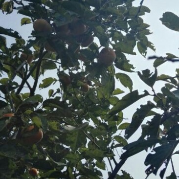 阳丰甜柿子树苗现场起苗发货提供技术