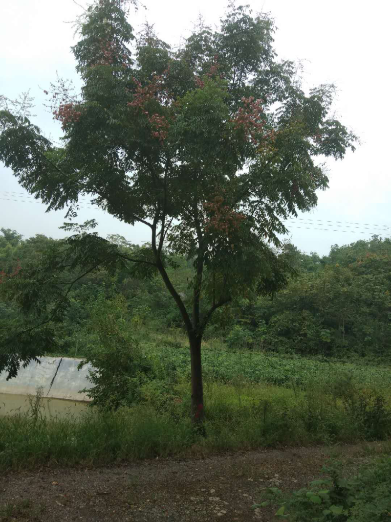 栾树
