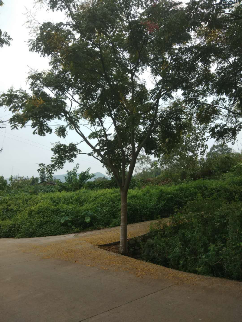 栾树