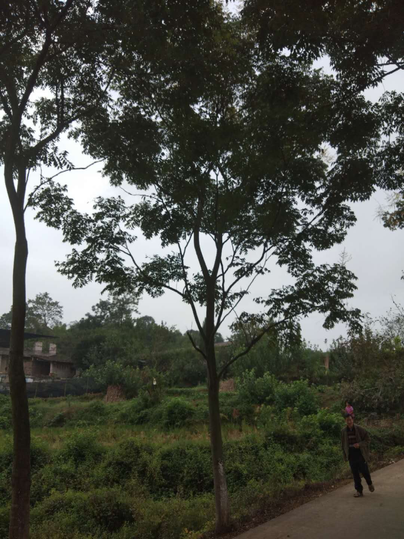 栾树