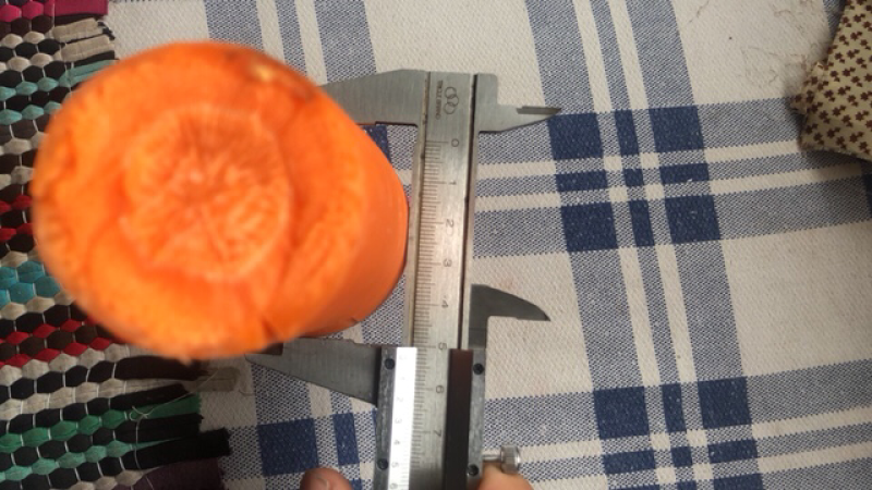 胡萝卜次品养殖饲料脱水加工原料