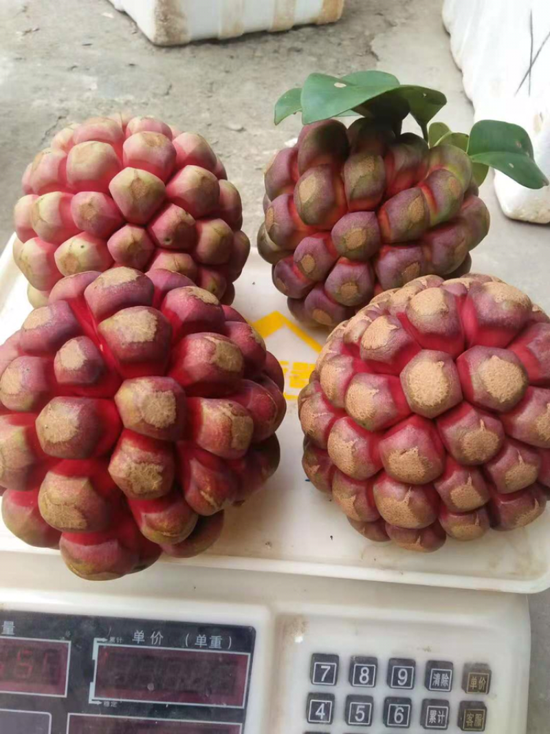 布福娜600~650g