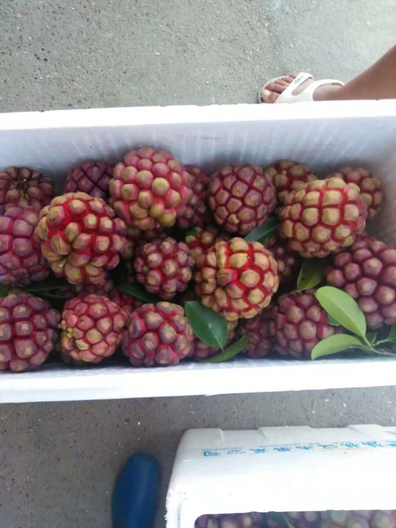 布福娜600~650g