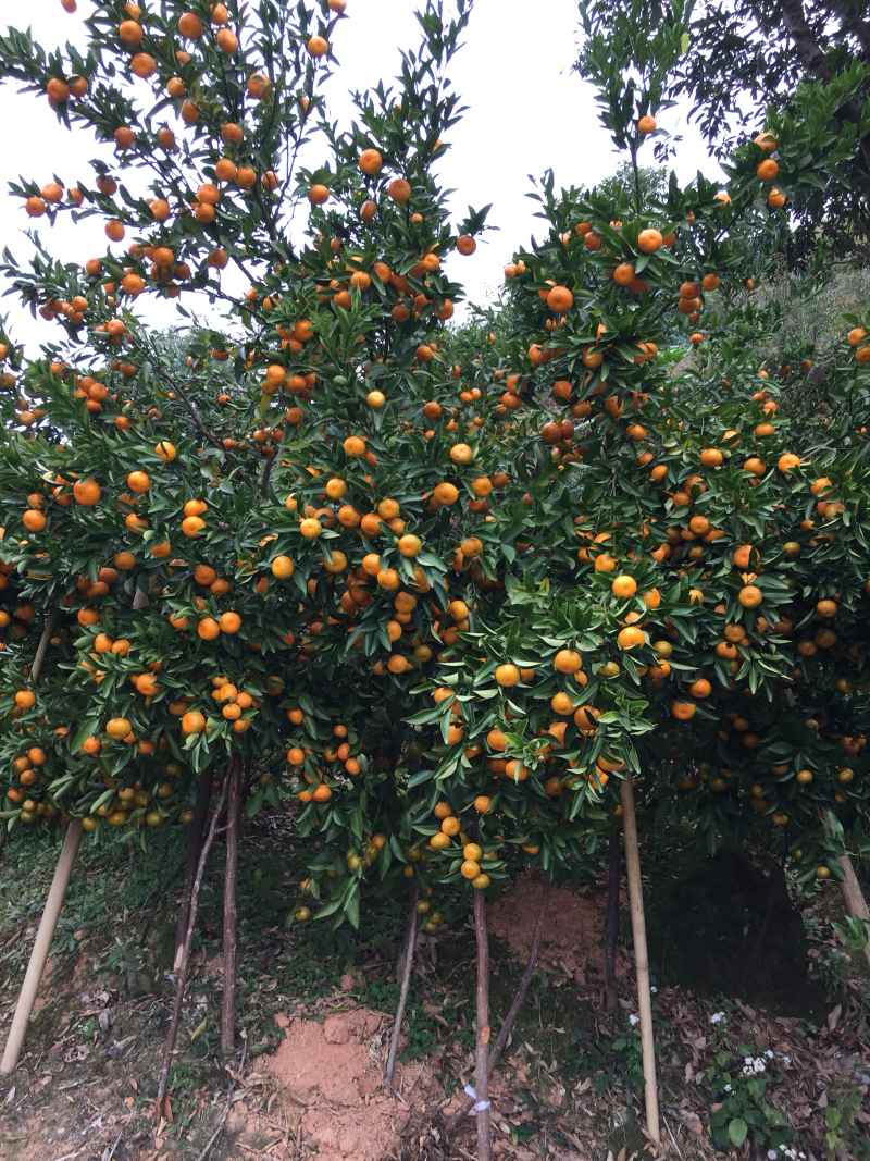 马水果