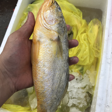 黄鱼