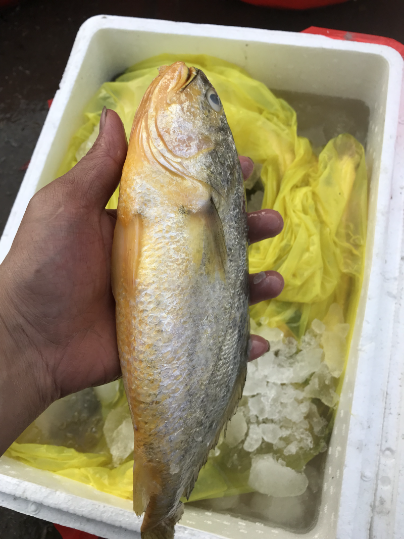 黄鱼