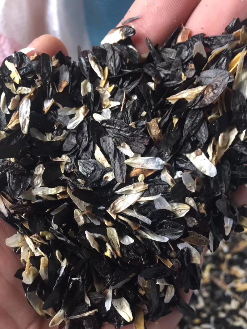 玉簪种子