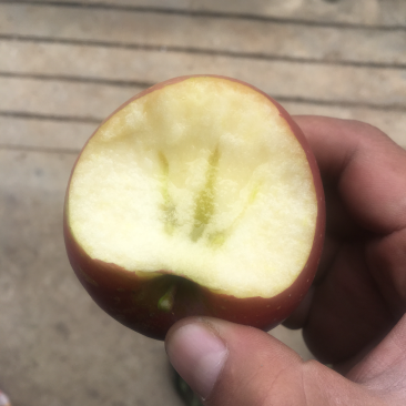 糖心苹果