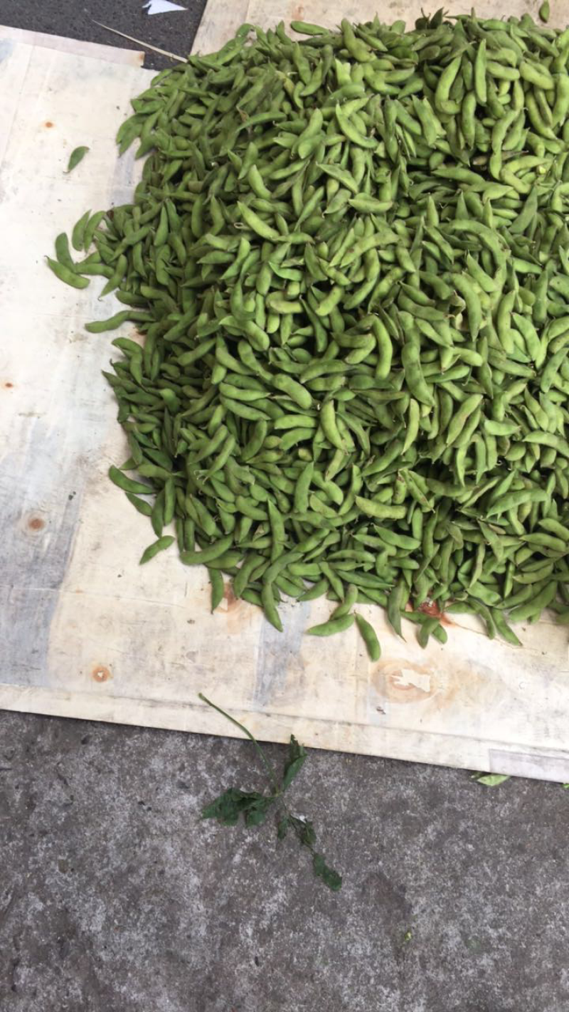 毛豆