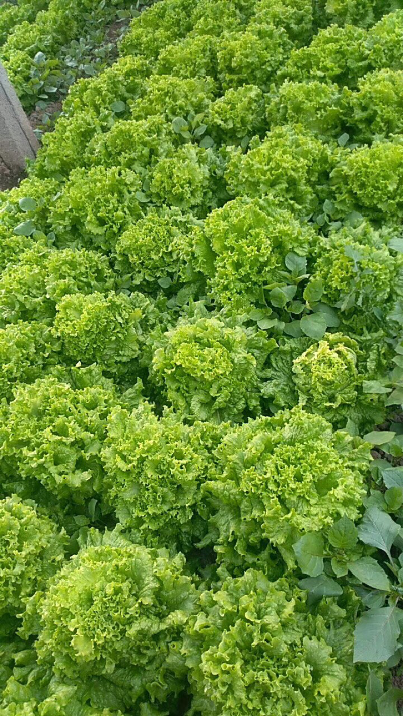 量大