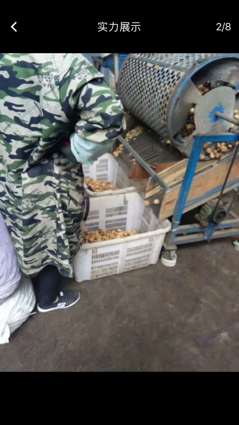 云南大麻子