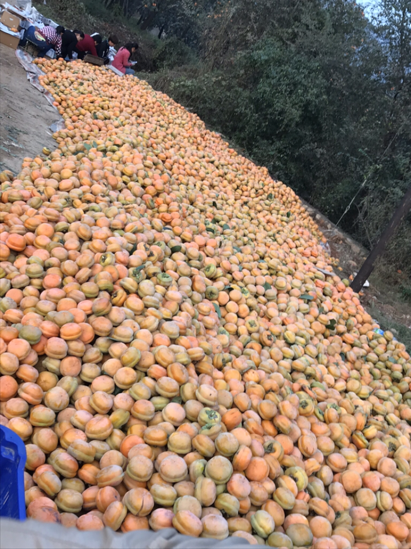 满城（磨盘柿）大量上市🀄️产区量大便宜欢迎各位老板咨询