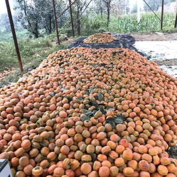 满城（磨盘柿）大量上市🀄️产区量大便宜欢迎各位老板咨询