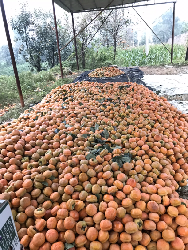 满城（磨盘柿）大量上市🀄️产区量大便宜欢迎各位老板咨询