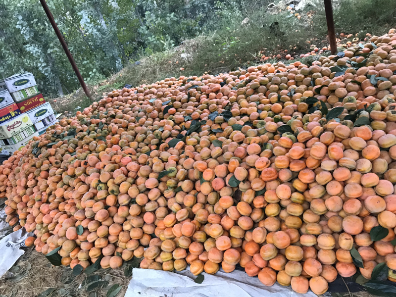 满城（磨盘柿）大量上市🀄️产区量大便宜欢迎各位老板咨询