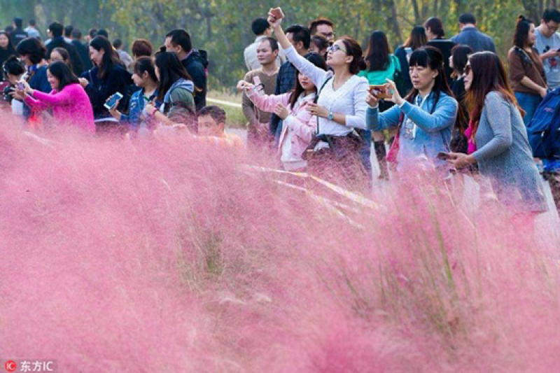 精品粉黛乱子草种子网红草毛芒乱子草多年生免费提供发票