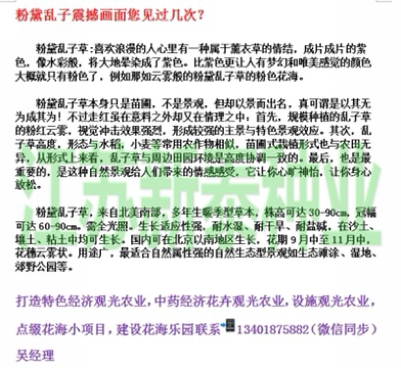 精品粉黛乱子草种子网红草毛芒乱子草多年生免费提供发票