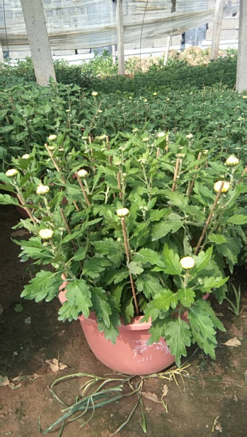菊花