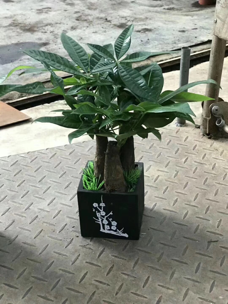 梅兰竹菊