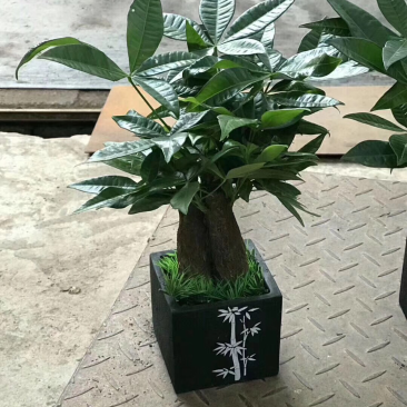 梅兰竹菊