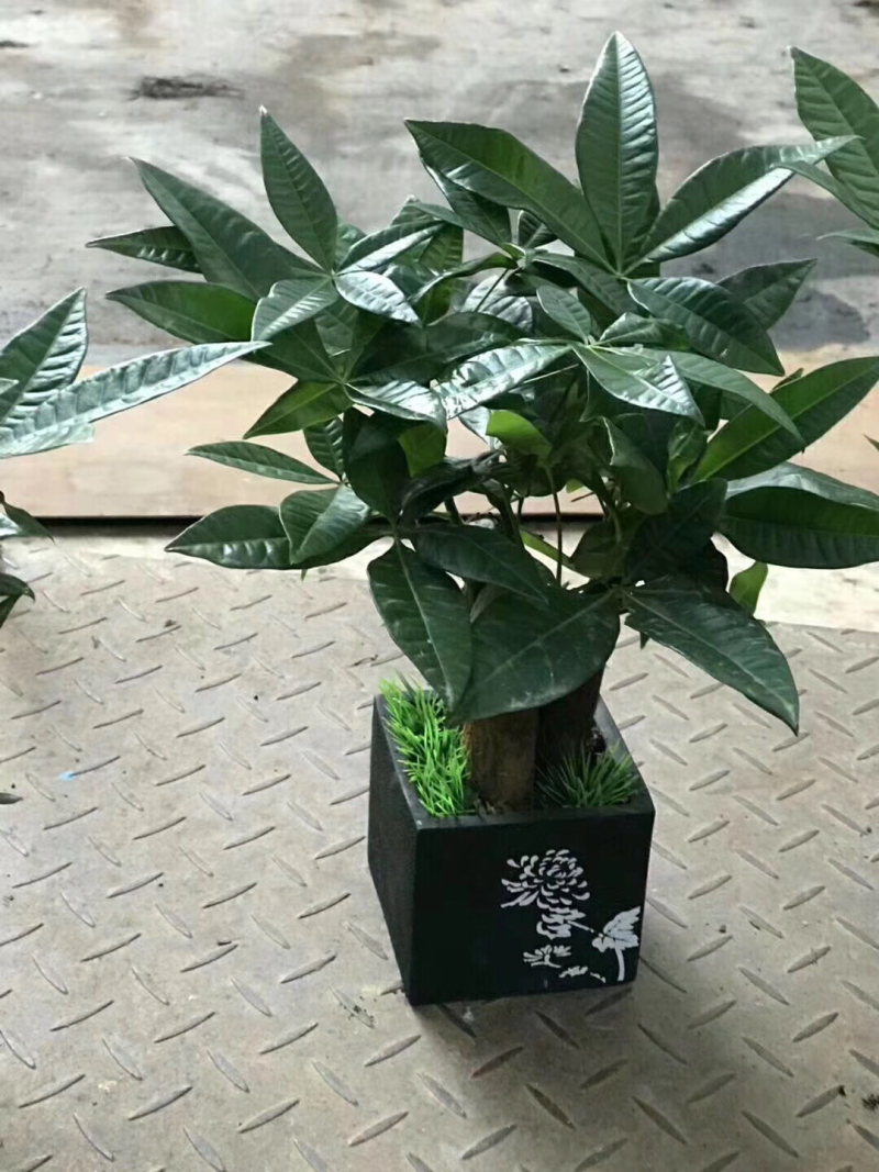 梅兰竹菊
