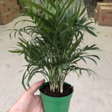 袖珍椰子