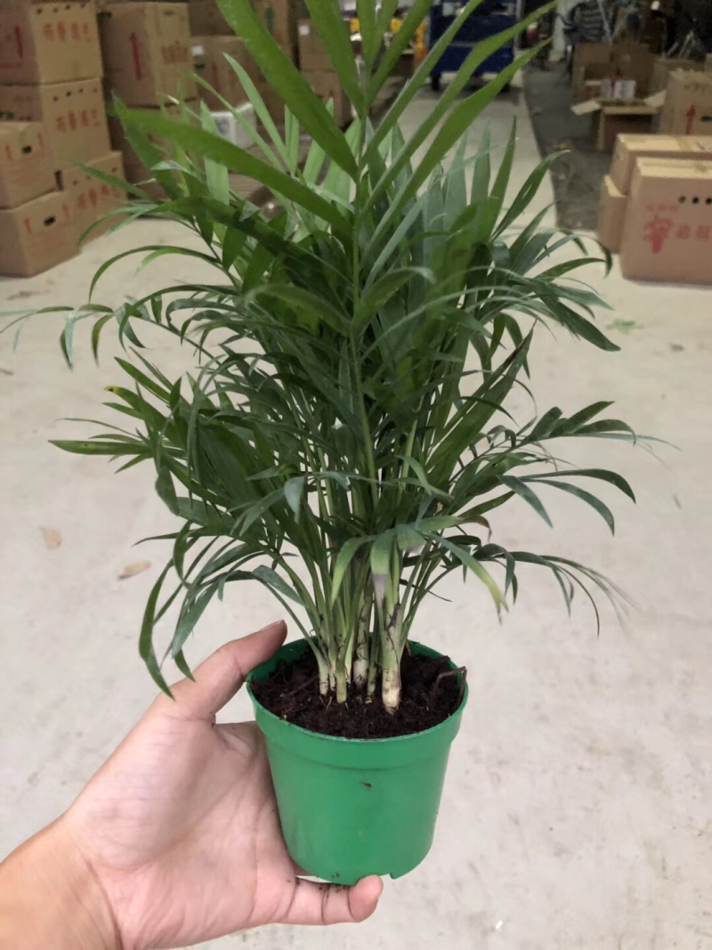 袖珍椰子