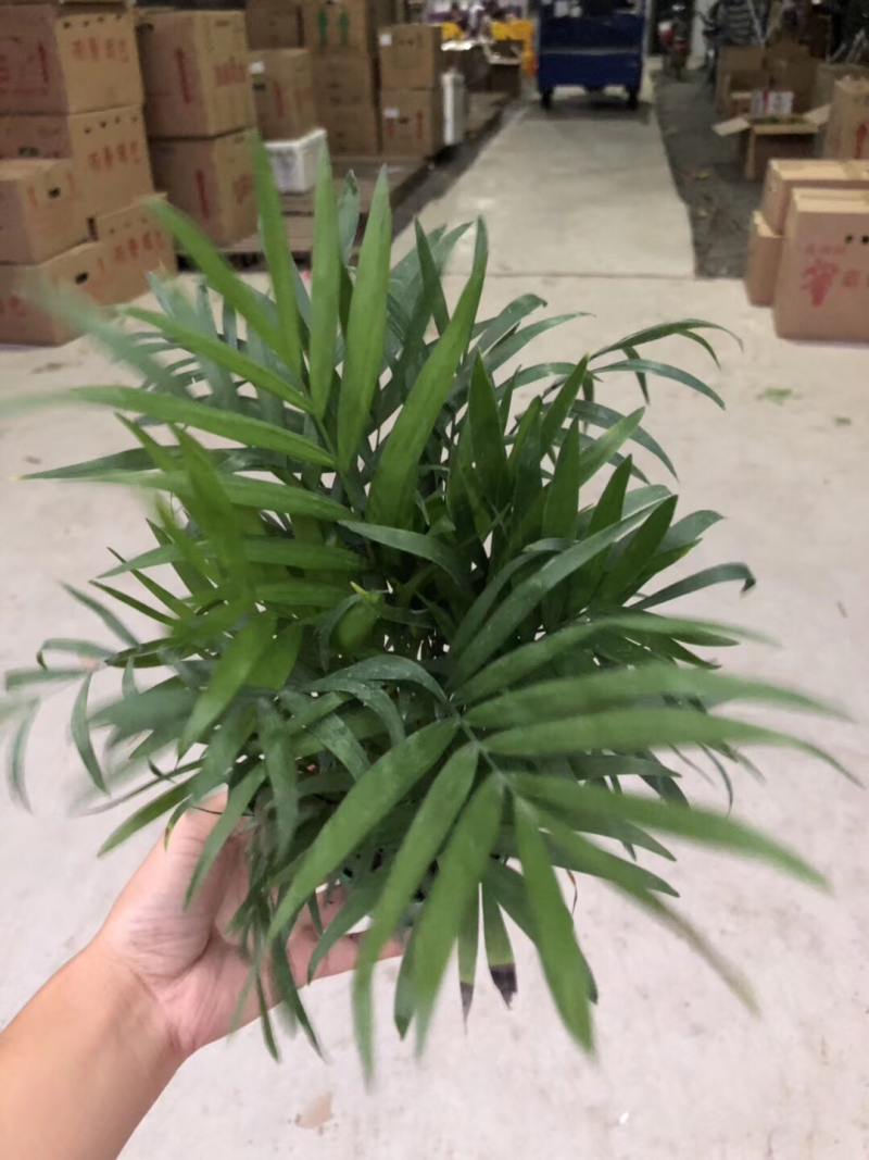 袖珍椰子